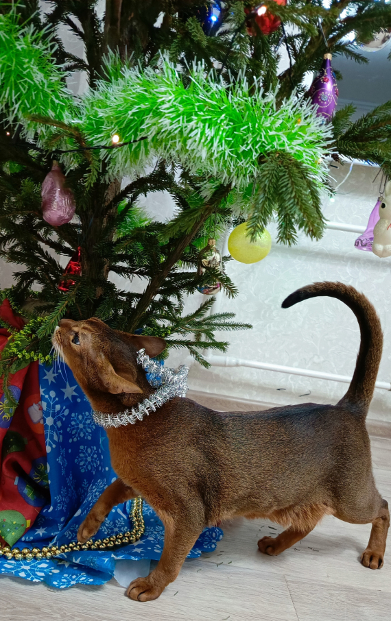 Флудилка: Скоро Новый Год.