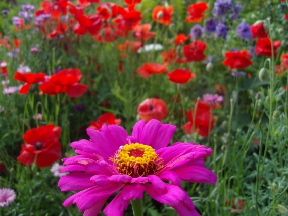 Сад и огород: Цветник моей свекрови.