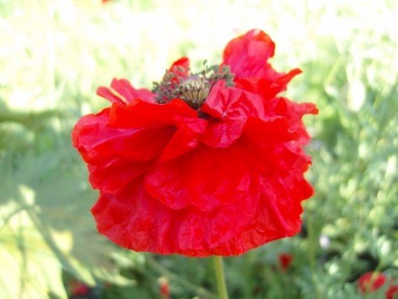 Сад и огород: Цветник моей свекрови.