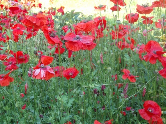 Сад и огород: Цветник моей свекрови.