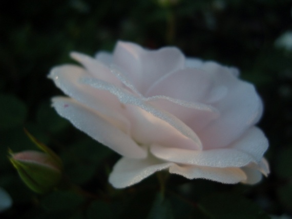 Сад и огород: Цветник моей свекрови.