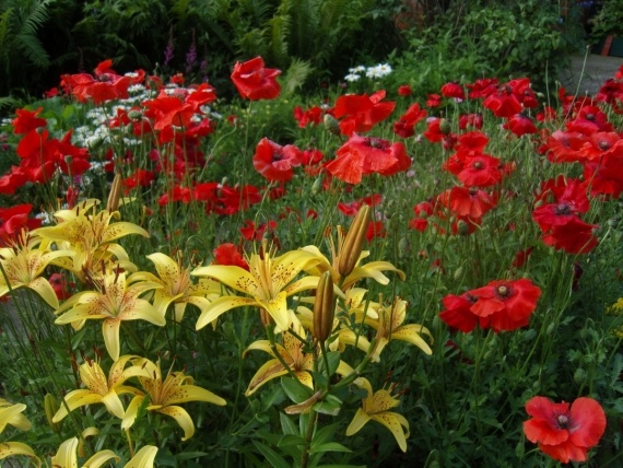 Сад и огород: Цветник моей свекрови.