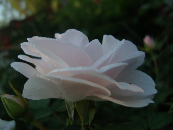 Сад и огород: Цветник моей свекрови.