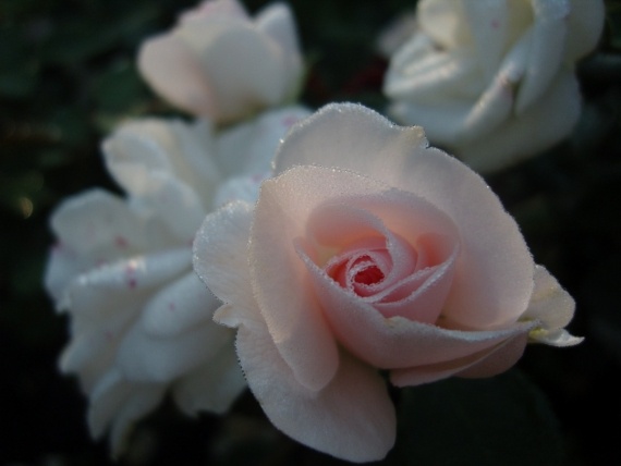 Сад и огород: Цветник моей свекрови.