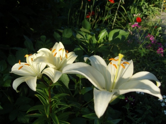 Сад и огород: Цветник моей свекрови.