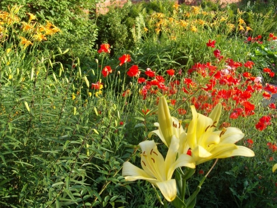 Сад и огород: Цветник моей свекрови.