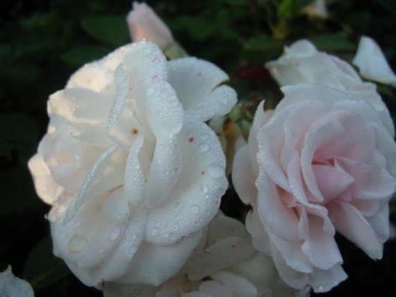 Сад и огород: Цветник моей свекрови.