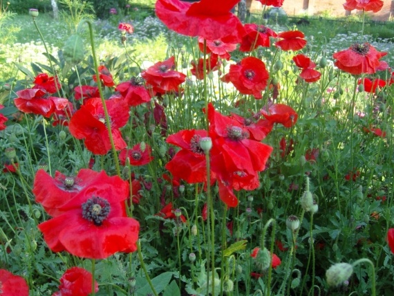 Сад и огород: Цветник моей свекрови.