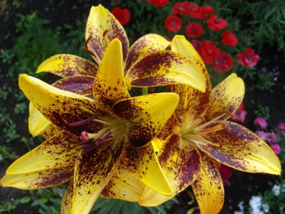 Сад и огород: Цветник моей свекрови.