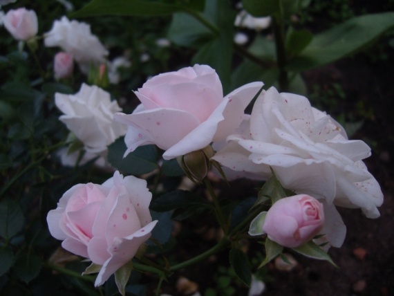 Сад и огород: Цветник моей свекрови.