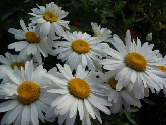 Сад и огород: Цветник моей свекрови.