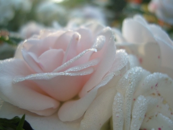 Сад и огород: Цветник моей свекрови.