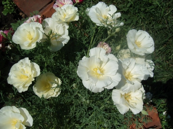 Сад и огород: Цветник моей свекрови.