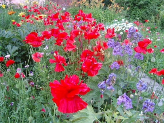 Сад и огород: Цветник моей свекрови.