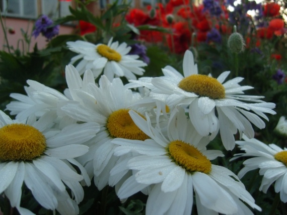 Сад и огород: Цветник моей свекрови.