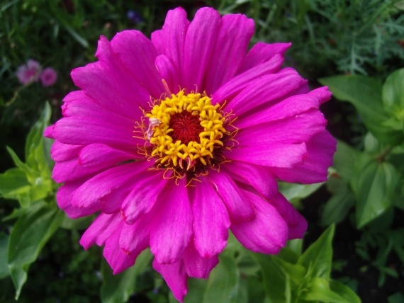 Сад и огород: Цветник моей свекрови.