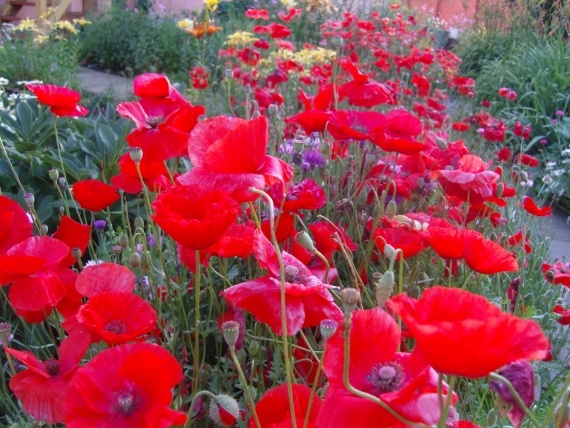 Сад и огород: Цветник моей свекрови.