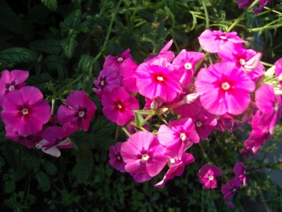 Сад и огород: Цветник моей свекрови.