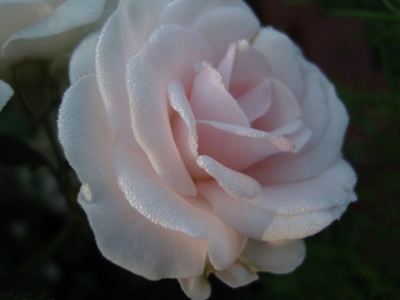 Сад и огород: Цветник моей свекрови.