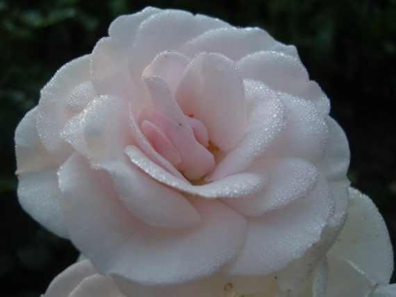 Сад и огород: Цветник моей свекрови.