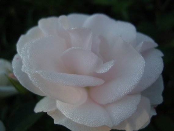 Сад и огород: Цветник моей свекрови.