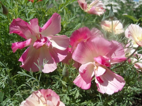 Сад и огород: Цветник моей свекрови.