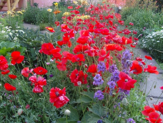 Сад и огород: Цветник моей свекрови.