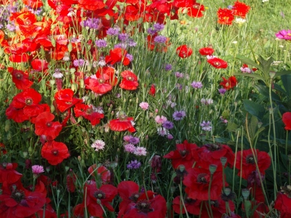 Сад и огород: Цветник моей свекрови.