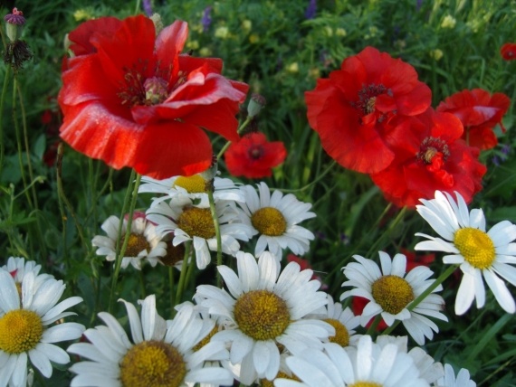 Сад и огород: Цветник моей свекрови.