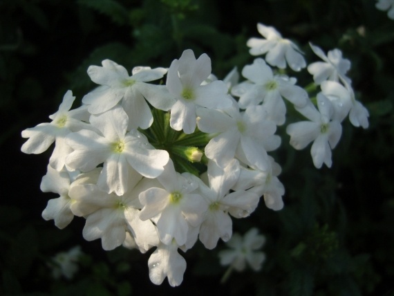 Сад и огород: Цветник моей свекрови.