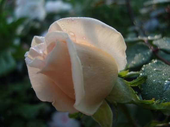 Сад и огород: Цветник моей свекрови.