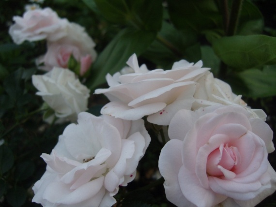 Сад и огород: Цветник моей свекрови.