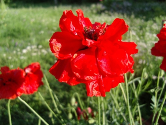 Сад и огород: Цветник моей свекрови.