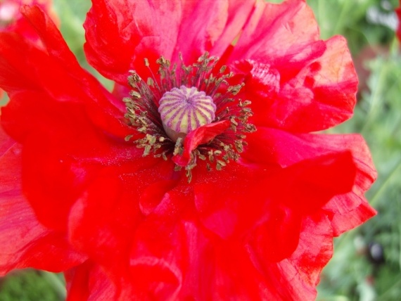 Сад и огород: Цветник моей свекрови.