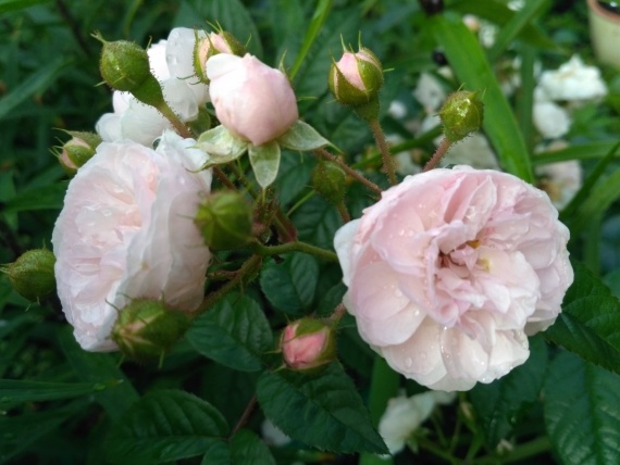 Сад и огород: Расцвели у нас розы (ну и другая красота).