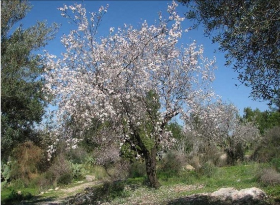 О жизни: Благословение плодовых деревьев или наша очень короткая, но яркая весна