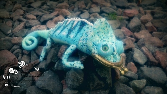 Альбом пользователя klepa90: Charming Chameleon