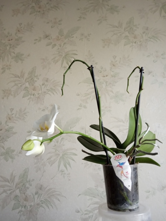 Флудилка: Орхидея