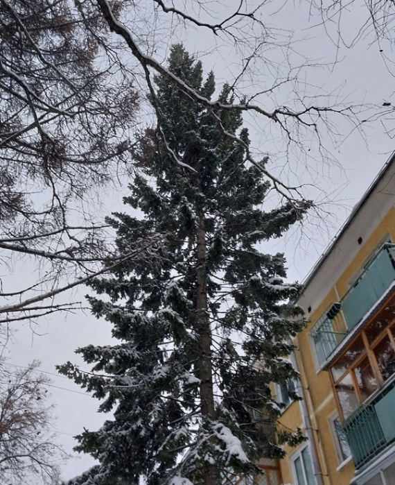 О жизни: Мои елочки