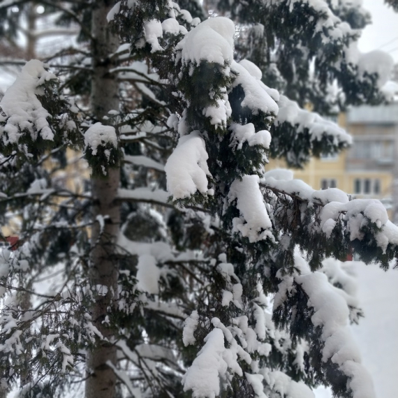 О жизни: Мои елочки