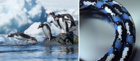 Альбом пользователя Berezka: Жгут Папуанские пингвины выходят в море