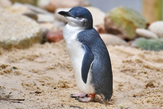 Альбом пользователя Suri: Брошь вышитая Голубой пингвин