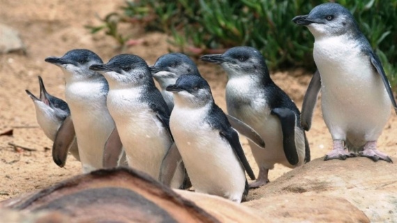 Альбом пользователя Suri: Брошь вышитая Голубой пингвин
