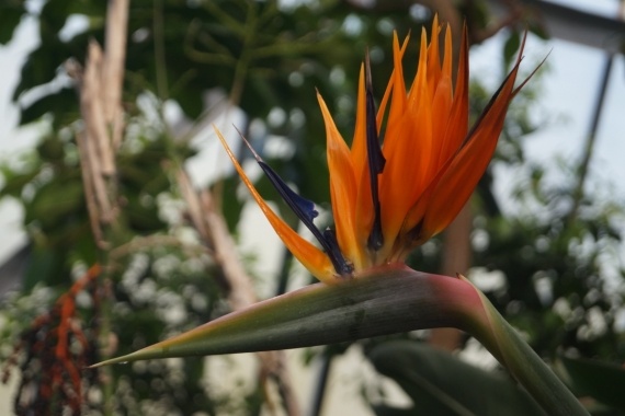 О жизни: Прогулка по Рижскому Ботаническому саду. Часть 4. оранжереи кроме двух последних фото. (Много фото).