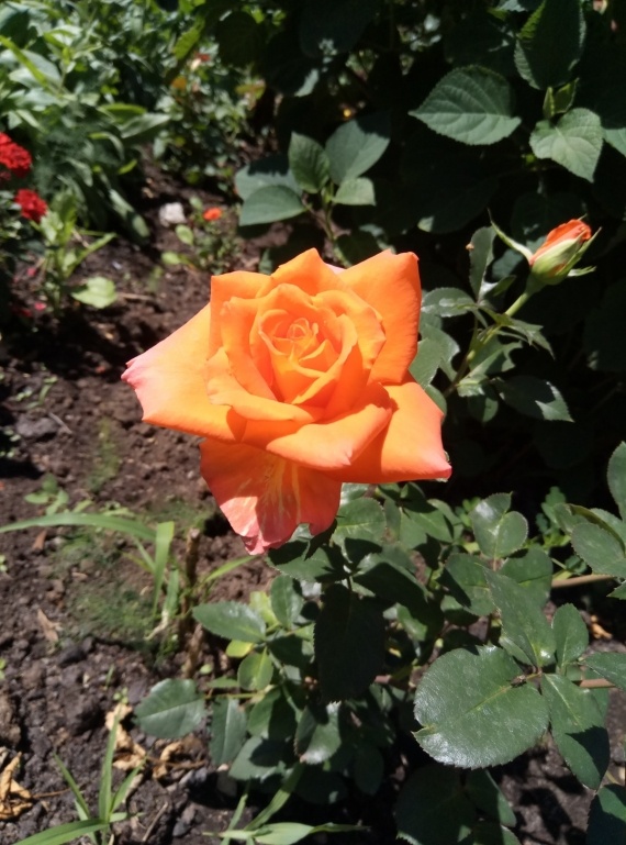 Сад и огород: Дачные истории - розы