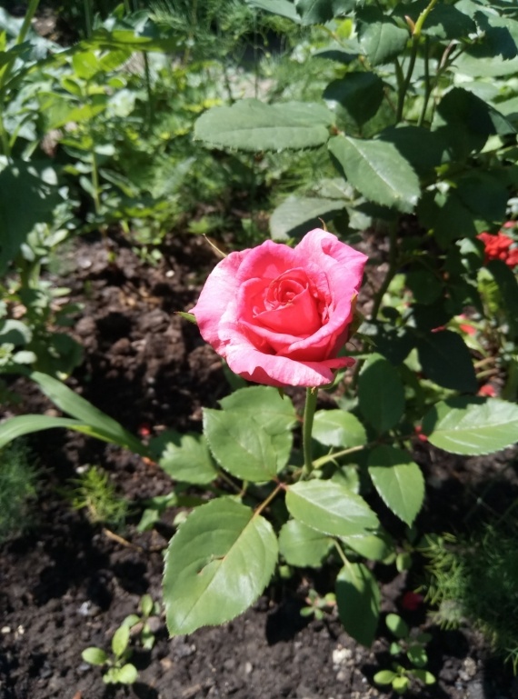 Сад и огород: Дачные истории - розы