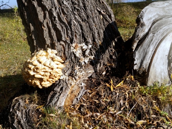 Флудилка: Закрытие грибного сезона - октябрь, однако)
