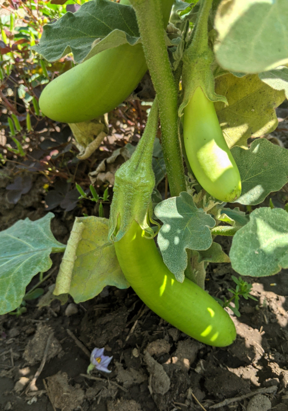 Сад и огород: Мои садово-огородные открытия