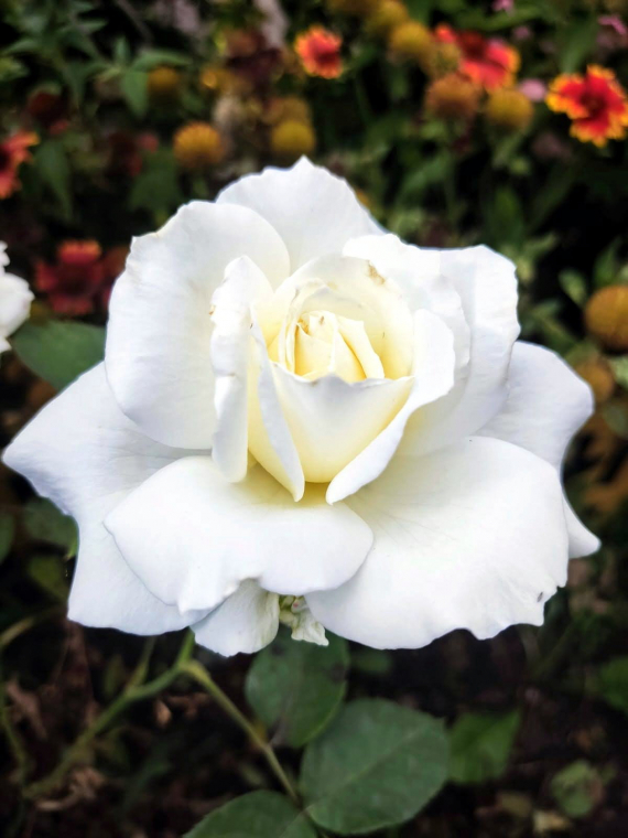 Сад и огород: Мои садово-огородные открытия