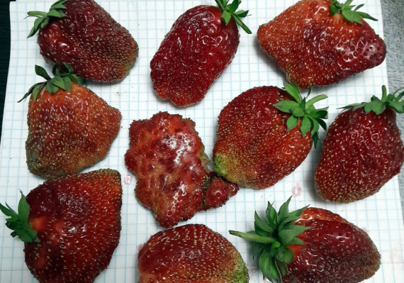 Сад и огород: Мои садово-огородные открытия